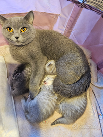 British Shorthair cuccioli