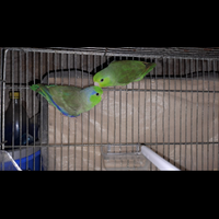 Forpus coelestis