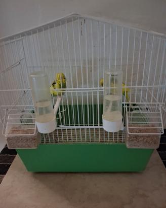 Uccelli