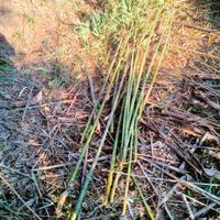  canne da bamboo per orto 