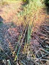  canne da bamboo per orto 