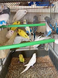 Cocorite