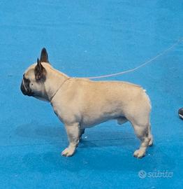 Bulldog francese per monta