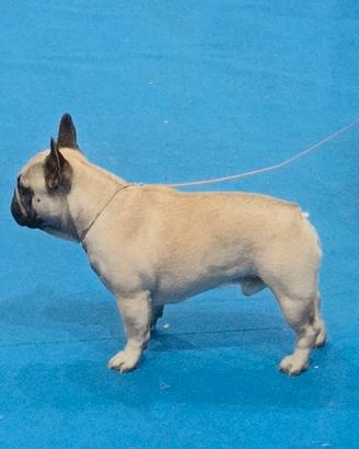 Bulldog francese per monta