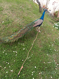 PAVONE NEGRIPENNIS euro 60