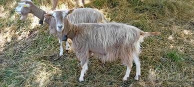 Capre Toggenburg