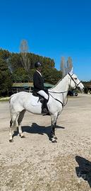 Cavallo da salto ostacoli