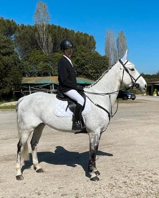 Cavallo da salto ostacoli