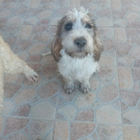 Cuccioli di cane da caccia
