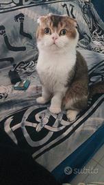 Maschio schottish per accoppiamento