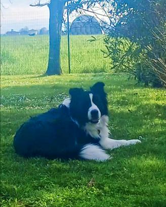 Border Collie maschio