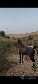 Puledro hispano arabo