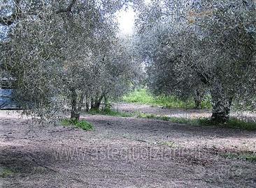 Terreno Agricolo Vetralla [A4355357]