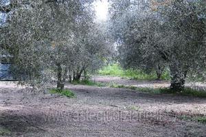 Terreno Agricolo Vetralla [A4355357]