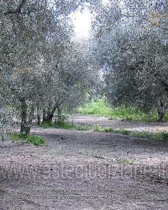 Terreno Agricolo Vetralla [A4355357]