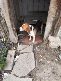 Beagle maschio