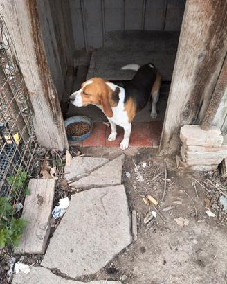 Beagle maschio