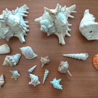 Lotto misto conchiglie di mare 