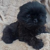 Cucciolo shih-tzu shitzu shihtzu con pedigree