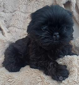 Cucciolo shih-tzu shitzu shihtzu con pedigree