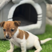 Jack russell
