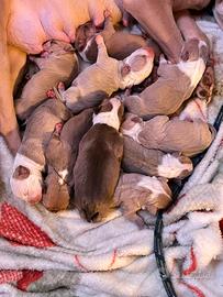 Cuccioli di pitbull