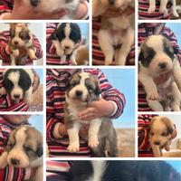 Cuccioli mix pastore abruzzese
