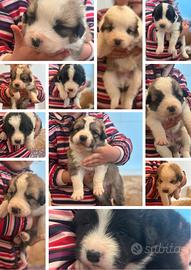 Cuccioli mix pastore abruzzese