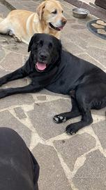 Labrador nero con pedigree