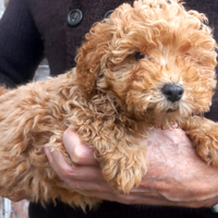 Barboncino nano cuccioli