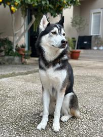 Siberian Husky maschio per monta