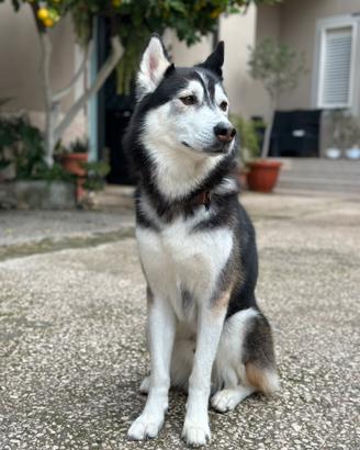 Siberian Husky maschio per monta