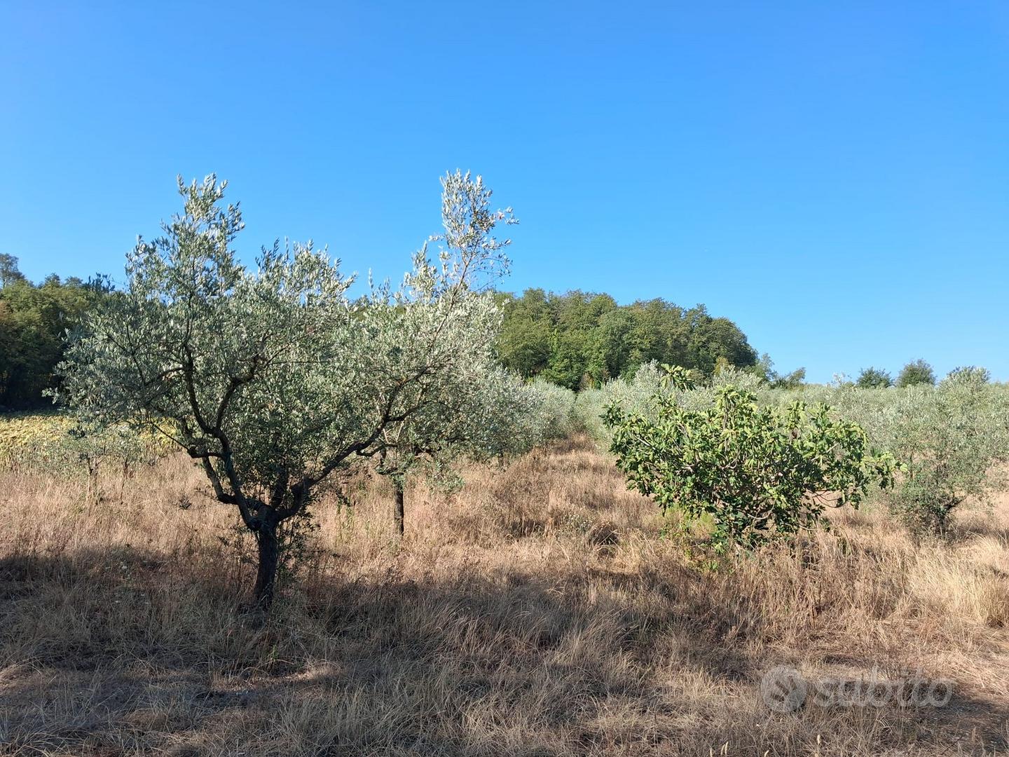 Terreni con olivi ed annesso agricolo - Vista 5