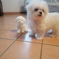 Cuccioli di razza maltese con pedigree enci