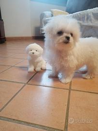 Cuccioli di razza maltese con pedigree enci