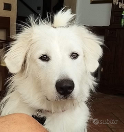 Cuccioli di Pastore Maremmano Abbruzzese