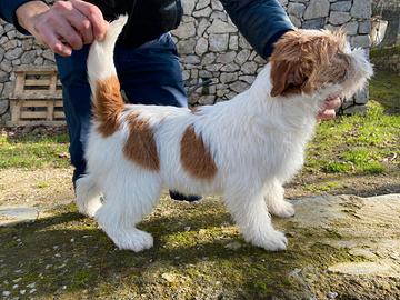 Jack Russell terrier