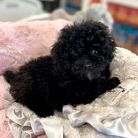 Barboncina Total blek mini toy