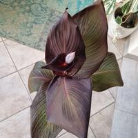 Pianta tropicale canna cleopatra red