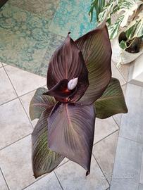 Pianta tropicale canna cleopatra red