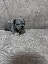 Bulldog francese