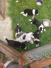 Cuccioli di border collie