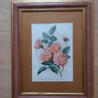 Stampe Botaniche dei primi anni del 1900