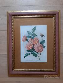 Stampe Botaniche dei primi anni del 1900