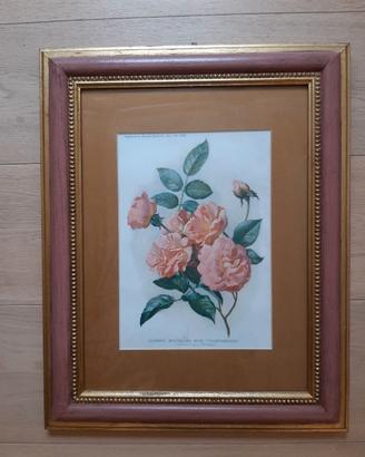 Stampe Botaniche dei primi anni del 1900