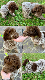 Cucciolo lagotto