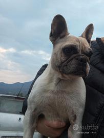 Bulldog francese