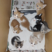 Regalasi gattini
