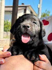 Cuccioli di Labrador
