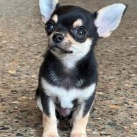 CHIHUAHUA TOY CUCCIOLI NERI FOCATI -pag in 12 mesi